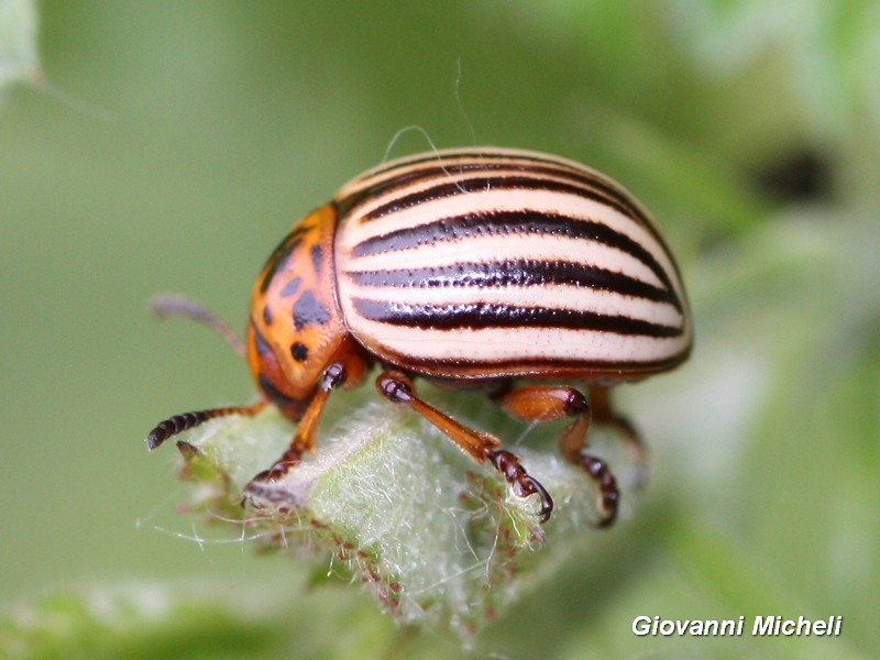 Chrysomelidae: Leptinotarsa decemlineata / 